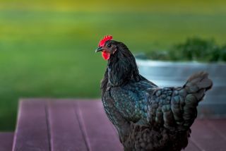 Australorp chicken