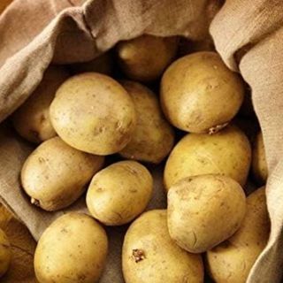 Maincrop potatoes to buy and grow