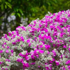texas sage bush