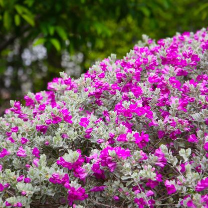 texas sage bush