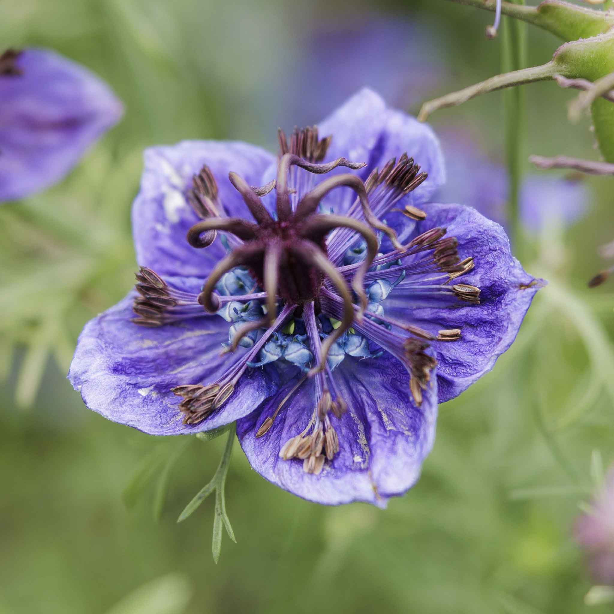 Love in a Mist Seeds - Midnight