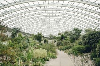 Huge-scale green house with plants inside and a pathway through the middle