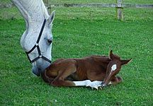 corrada-foal.JPG