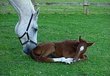corrada-foal.JPG