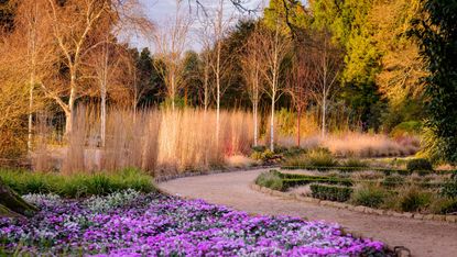 冬季花园建议:仙客来和冬季树木