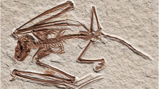 A picture of the complete fossil skeleton of I. gunnelli.