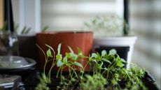 Small veg sprouts growing indoors in black tray