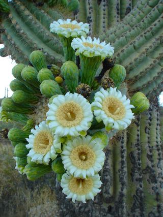 Sonoran Desert blooms