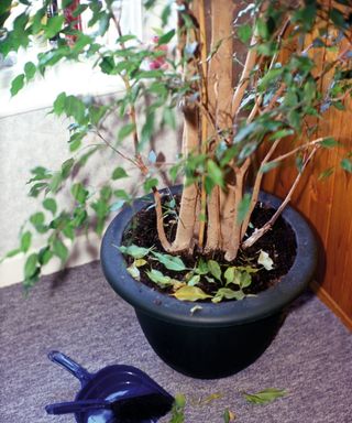 weeping fig plant with black pot and shovel