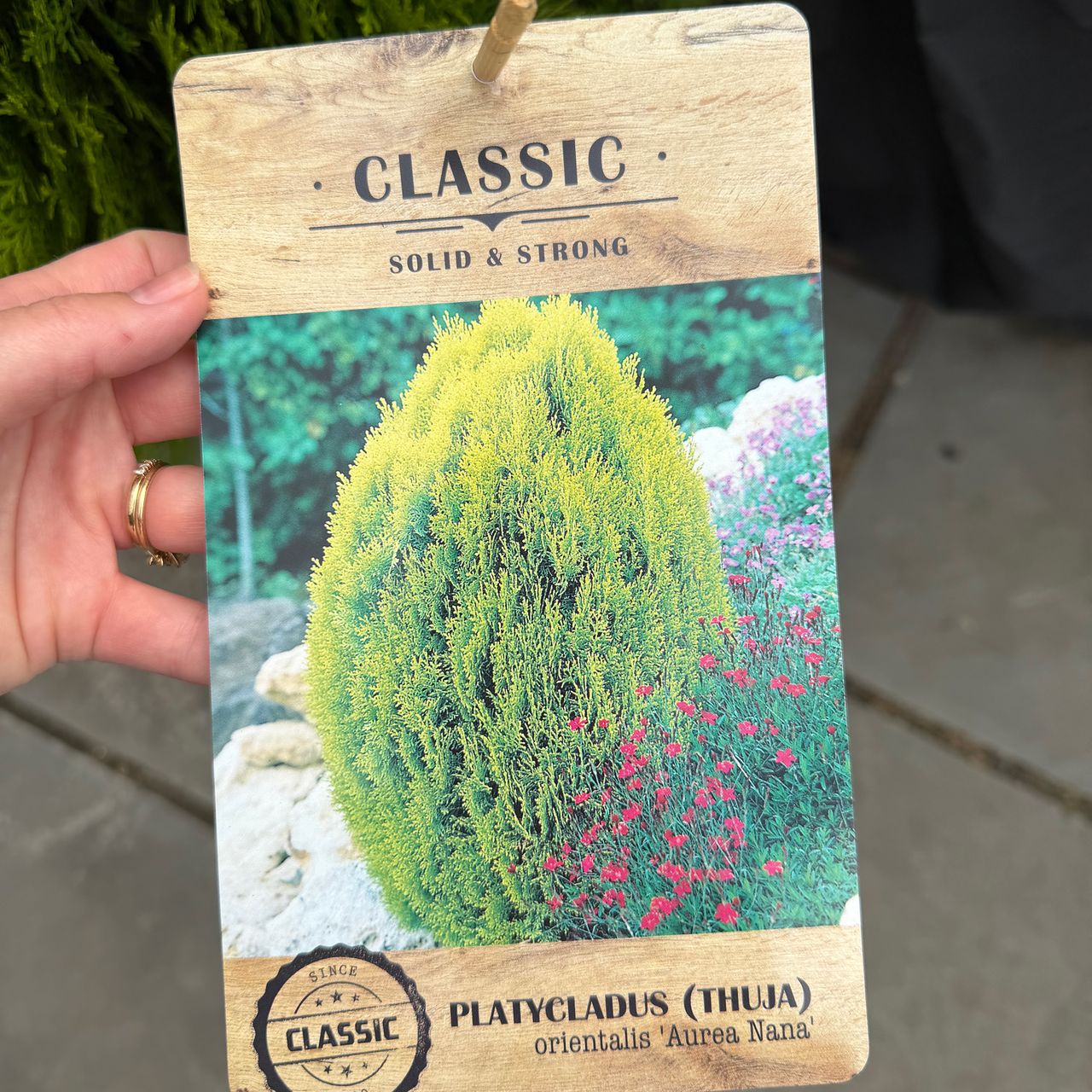 Person holding a plant label