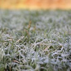 frozen grass with ice on it 