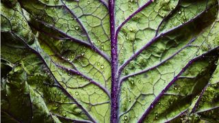 Leaf, Leaf vegetable, Terrestrial plant, Purple, Chard, Annual plant, Herb, Whole food,