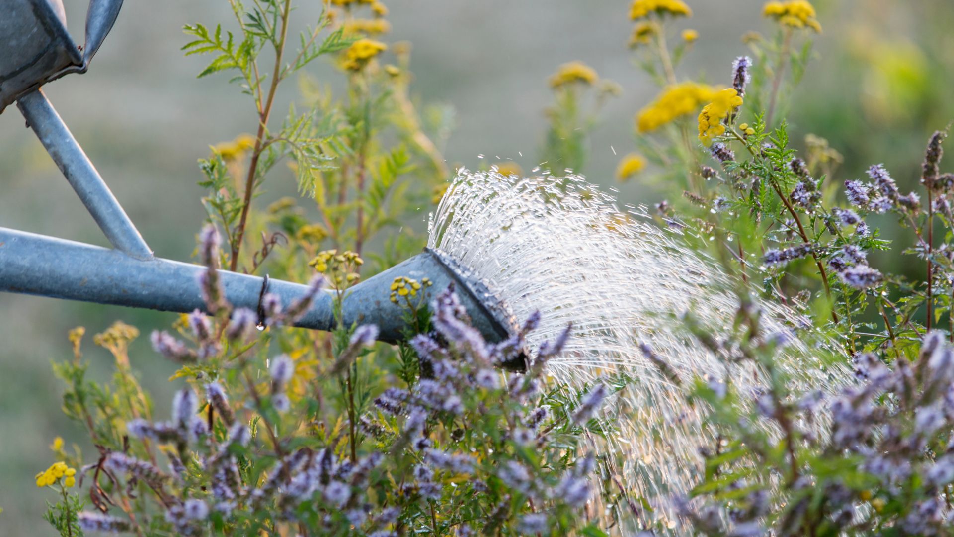 picture of someone watering garde plants with metal watering can