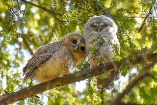 Two tawny owlets in a tree