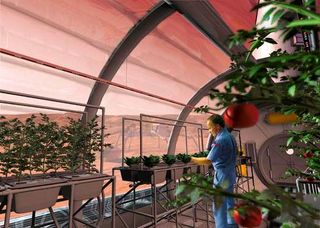 Future astronauts may grow some of their meals inside greenhouses, such as this Martian growth chamber, where fruits and vegetables could be grown hydroponically, without soil.