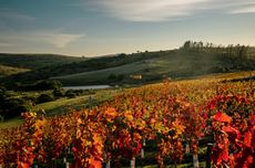 Uruguay vineyard view, Uruguay undiscovered