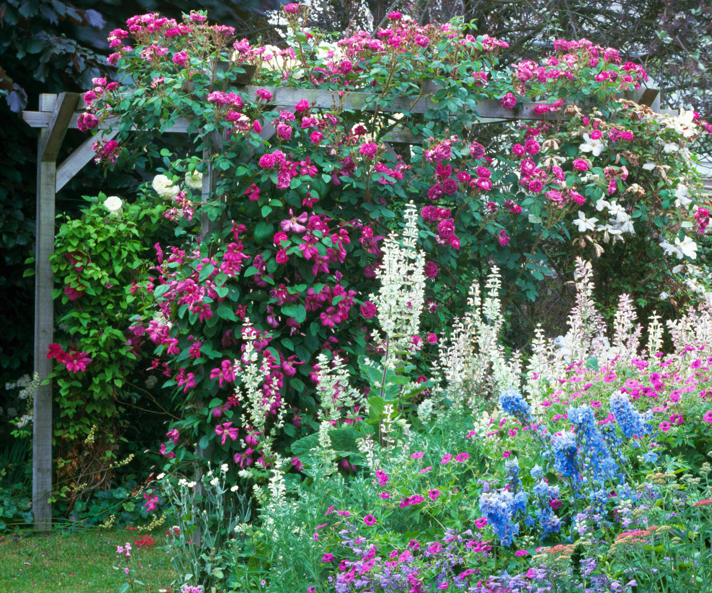 clematis with deep pink flowers climbing over a pergola