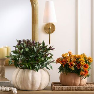 Two terracotta planters shaped like pumpkins