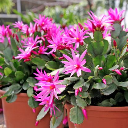 Easter cacti in bloom with pink flowers