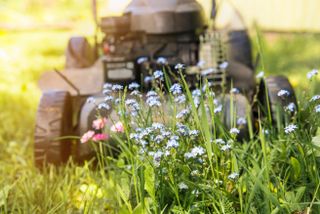 A lawn with small blue forget-me-not flowers and a lawn mower in the background