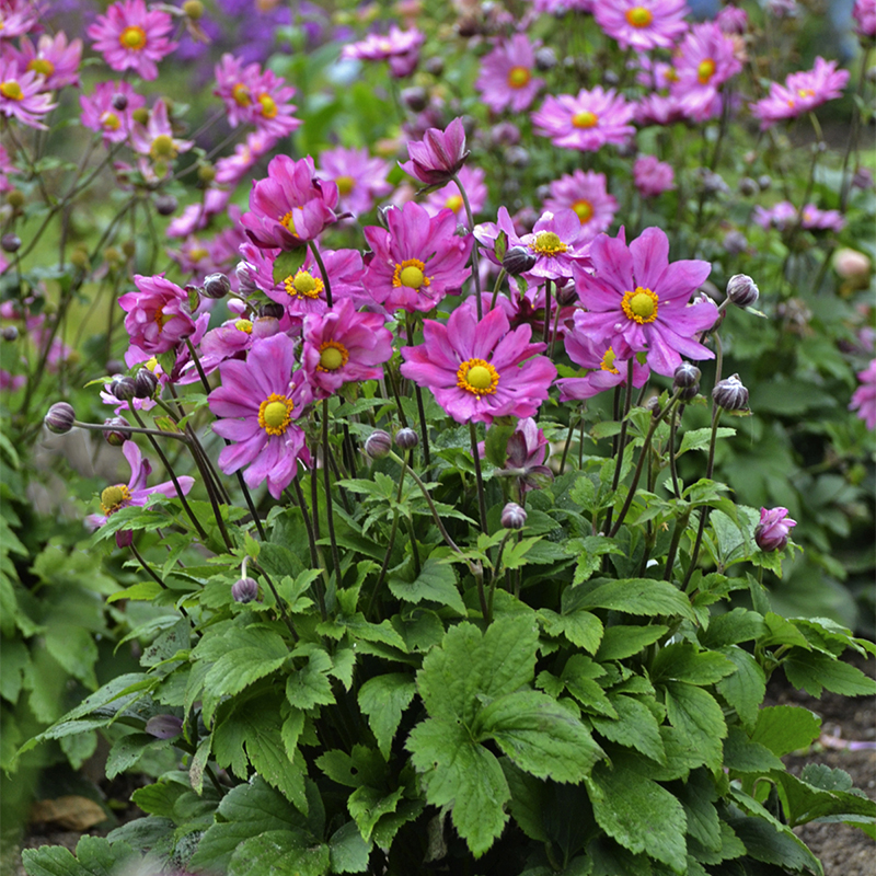 Curtain Call Deep Rose Japanese Anemone