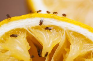how to get rid of flying insects in your home - gnats on a lemon - getty