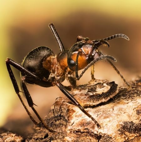 Close-up of an ant on a log