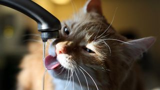 Cat licking water from a tap