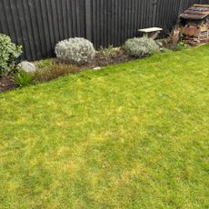 Lawn after mowing by Bosch VISIMOW18V-100 Robot Lawn Mower