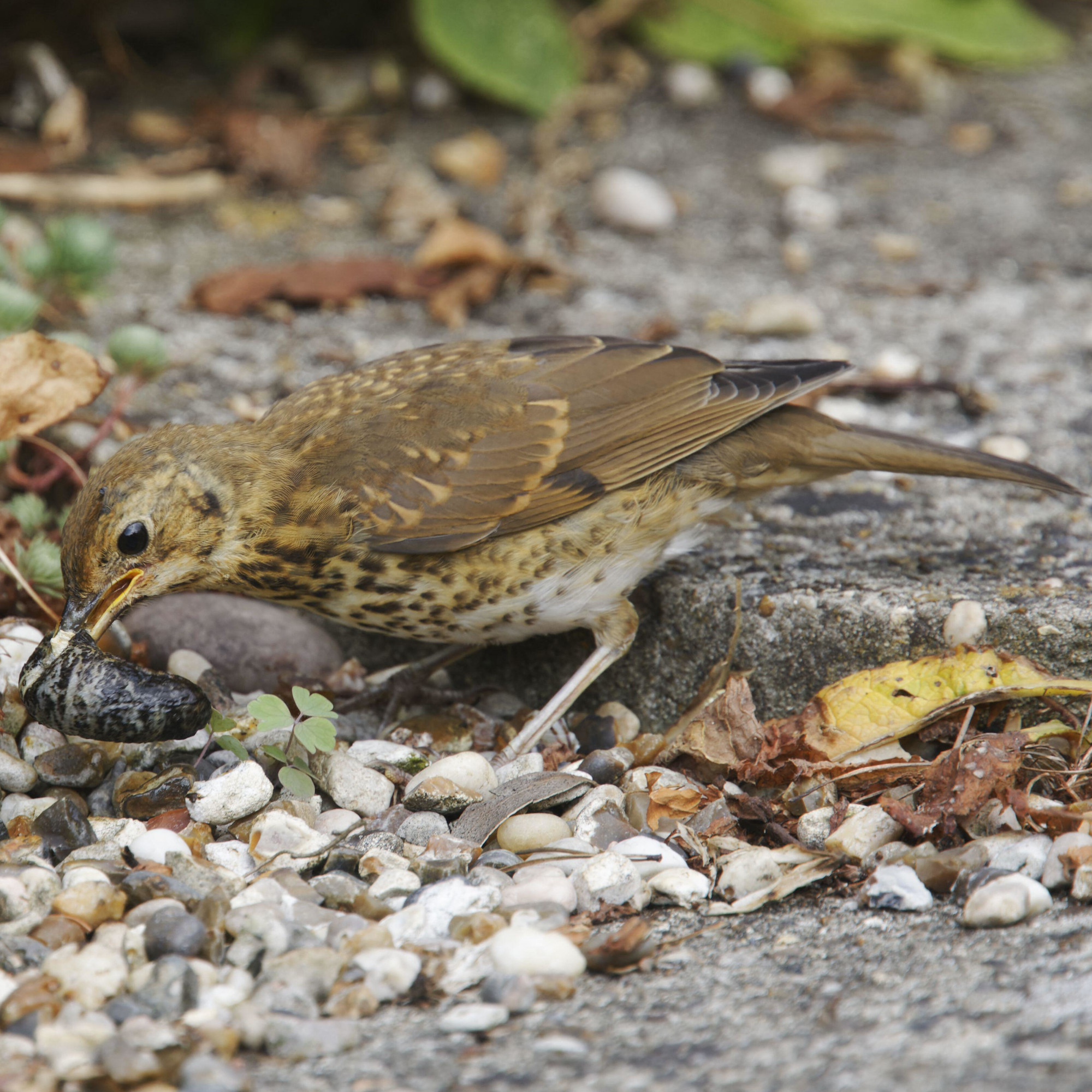 song thrush with a slug in its mouth in a garden - Bill Coster