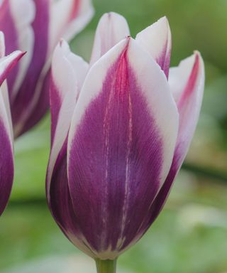 purple and white tulip 'Ballade'