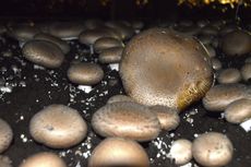 Portabella Mushrooms In Soil