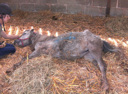 Neglected horses