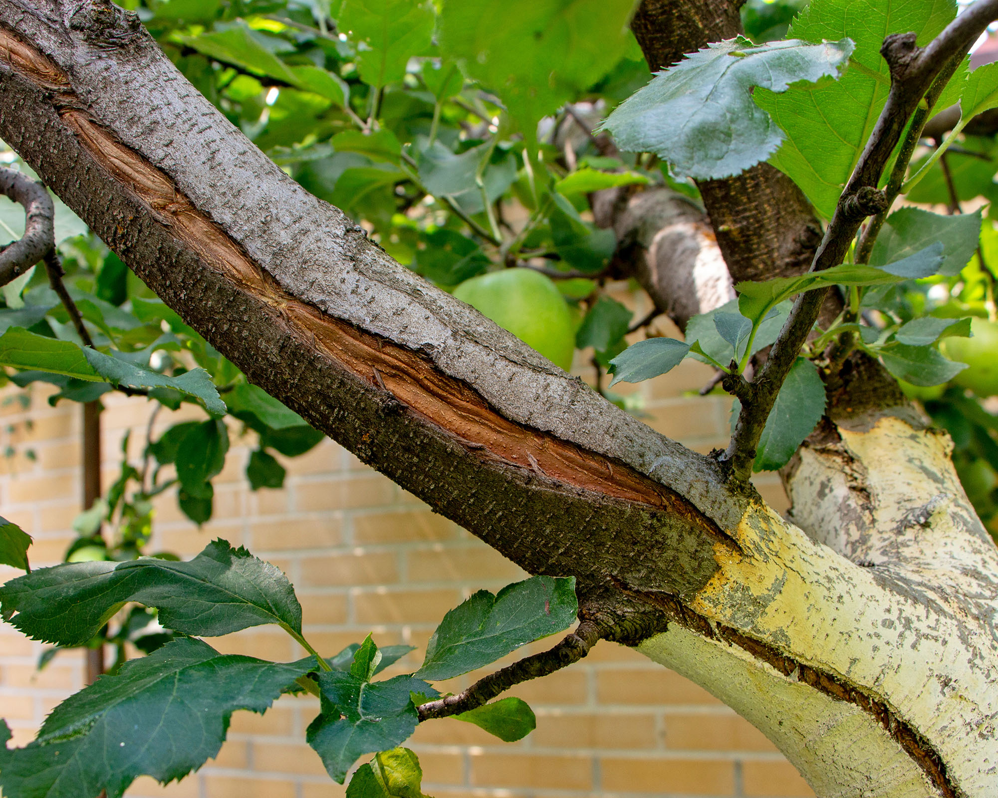 Large frost cracks in apple tree