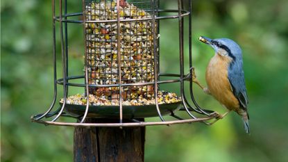 Cooked rice in bird feeder