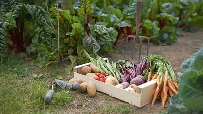 Crate full of freshly harvested home-grown vegetables