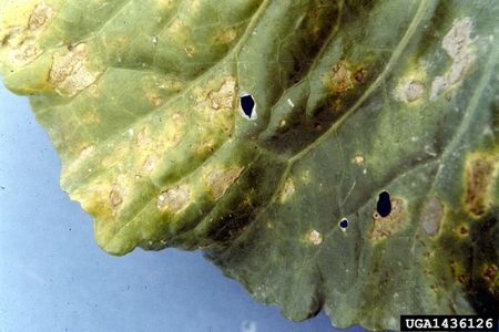 Downy Mildew On A Turnip Leaf