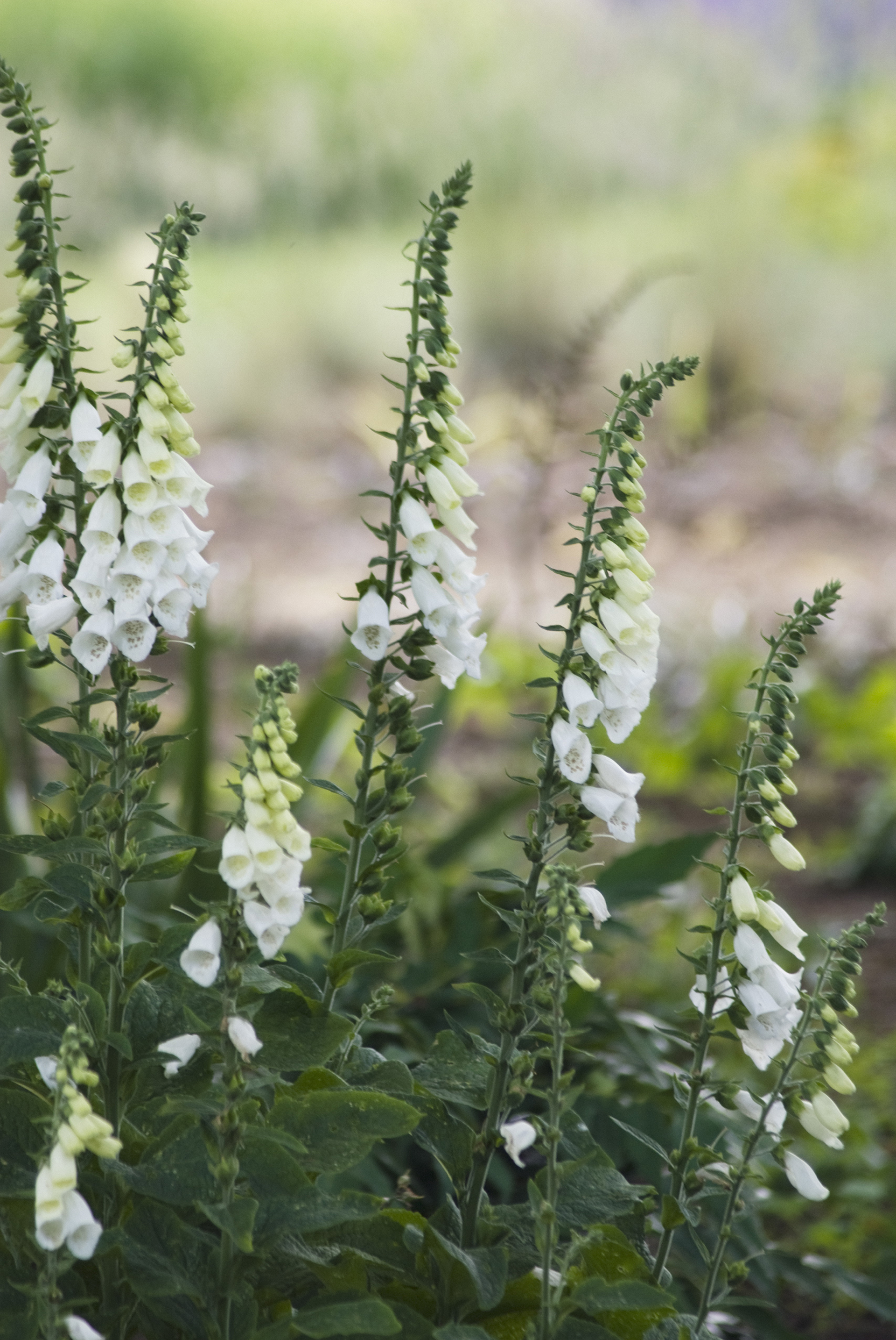 growing foxglove cottage garden gettyImages-629385007