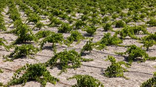 Assyrtiko vineyard