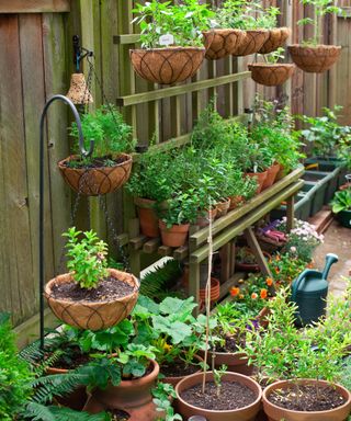 Herb garden grown on a DIY shelving unit