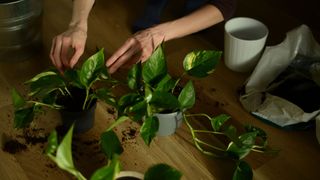 picture of person repotting pothos plant on table