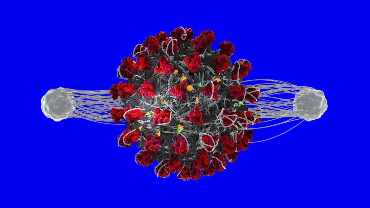 Antibodies, T-Cells attacking coronavirus.