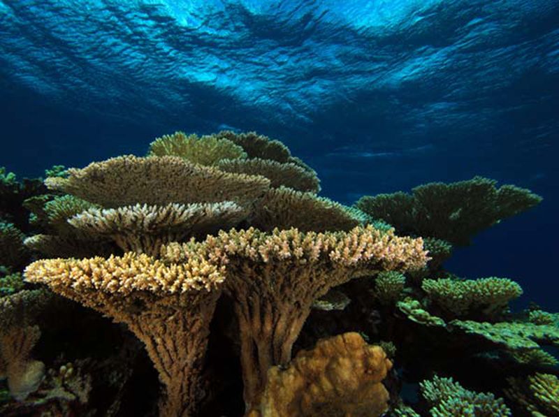 Scientists Study Unusual Coral Reef