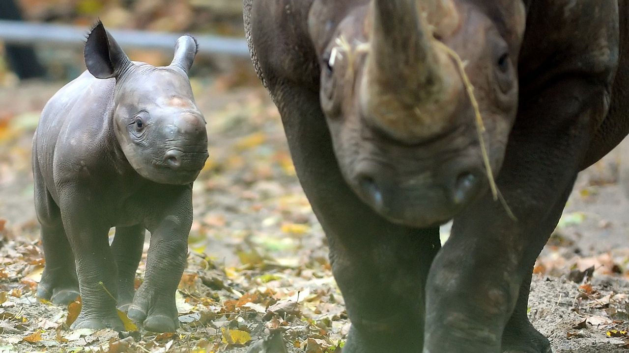 A baby rhinoceros is accompanied by its mother &amp;quot;Kumi&amp;quot; as they walk through their enclosure on October 24, 2014 at the zoo in Berlin. The animal was born on October 14, 2014 at the zoo.AFP PHO