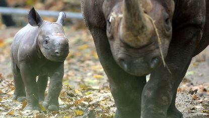 A baby rhinoceros is accompanied by its mother "Kumi" as they walk through their enclosure on October 24, 2014 at the zoo in Berlin. The animal was born on October 14, 2014 at the zoo.AFP PHO