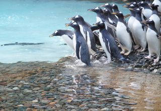 Belfast Zoo, gentoo penguins