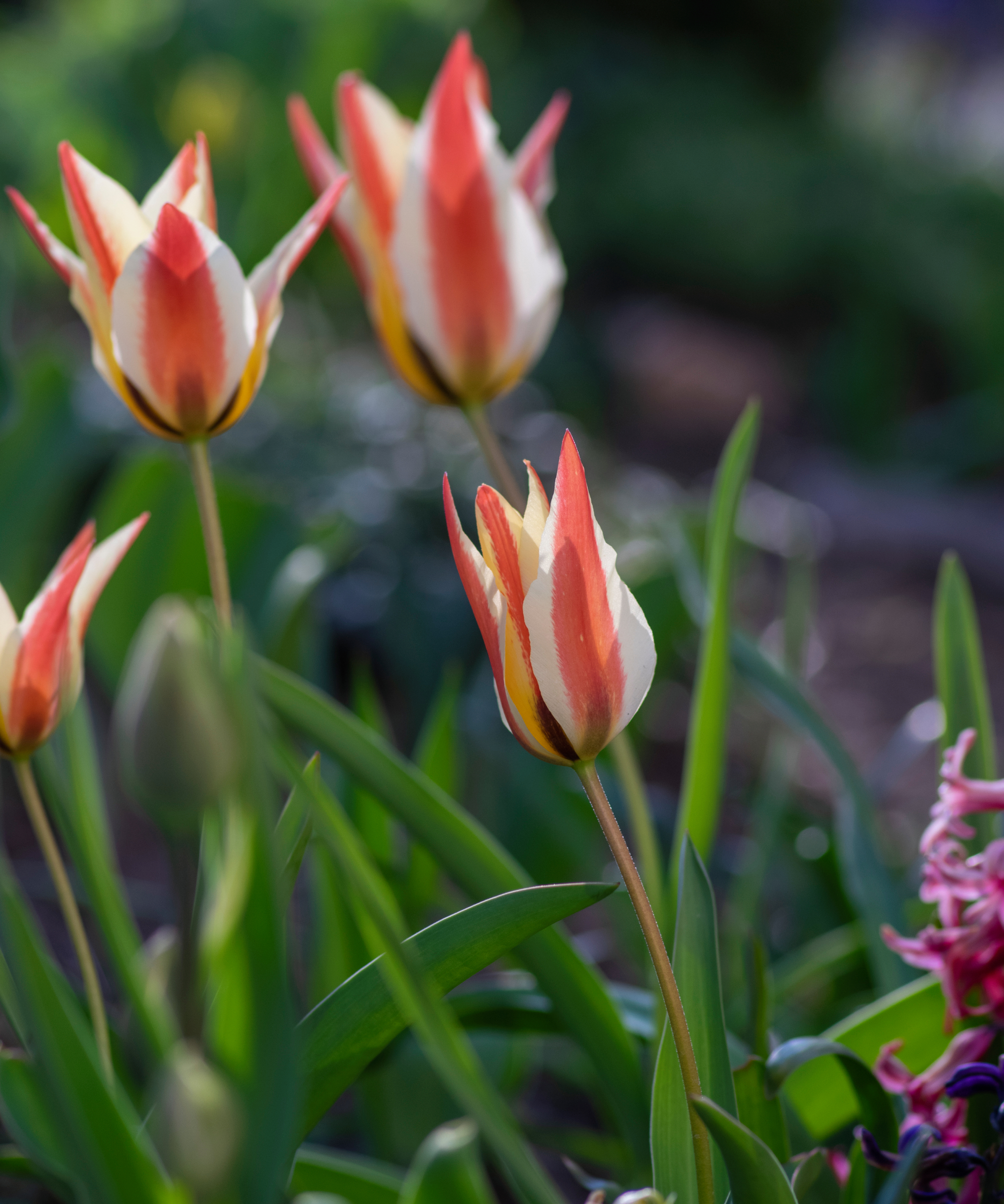 tulipa clusiana in garden