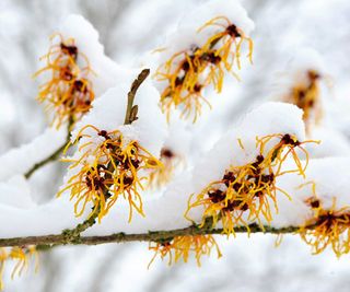 flowering witch hazel in the snow