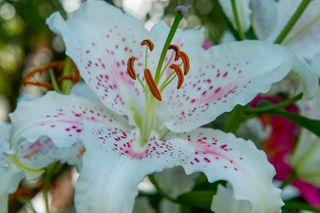 How to grow lilies: oriental lily bulb