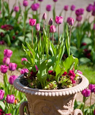 pink tulips in pot